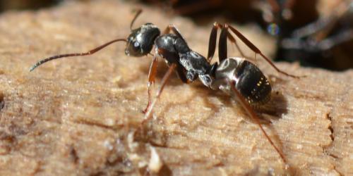 Réf. 324 324 : Formica selysi